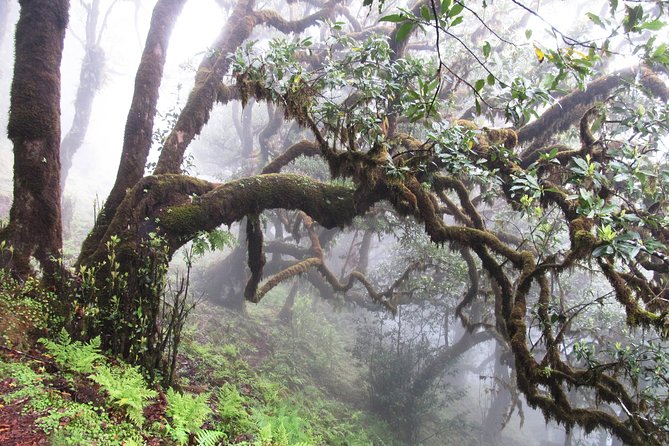 Fanal -Enchanted Forest - A private drive from Funchal to the old trees