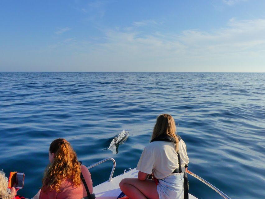 Faro: Dolphin and Wildlife Watching in the Atlantic Ocean - From Faro Marina to the Open Atlantic