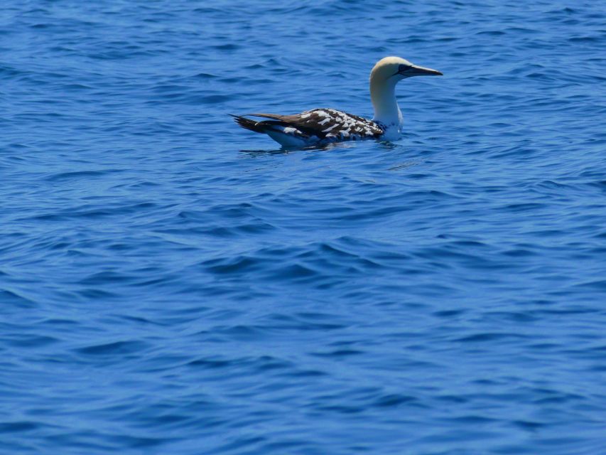 Faro: Dolphin and Wildlife Watching in the Atlantic Ocean - Should You Book It?