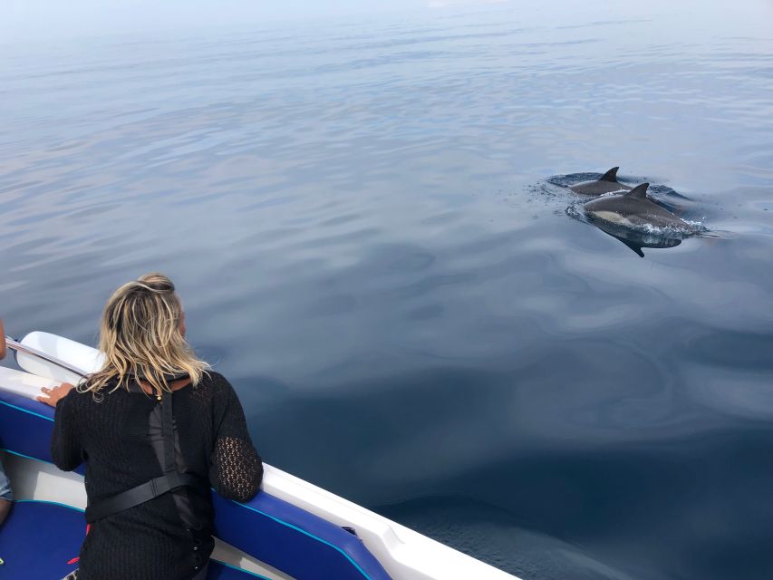Faro: Dolphin and Wildlife Watching in the Atlantic Ocean - What the 2.5-Hour Search Feels Like