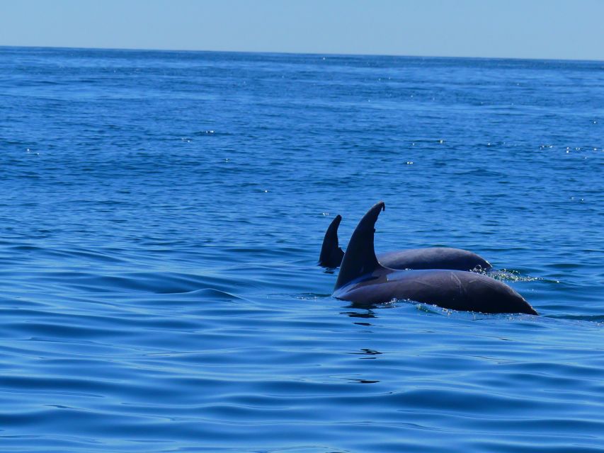 Faro: Dolphin and Wildlife Watching in the Atlantic Ocean - Whales, Orcas, and the Seasonal Question
