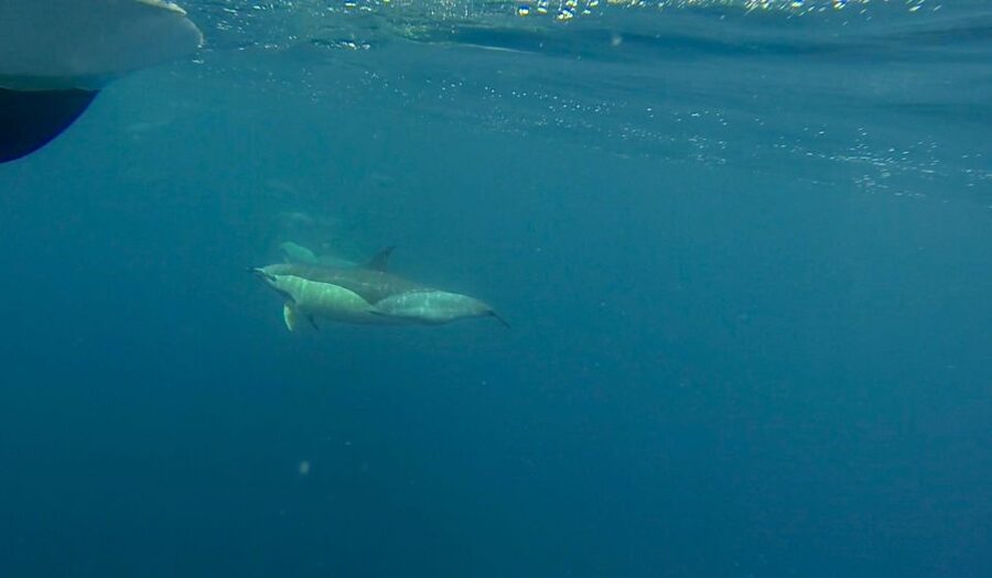 Faro: Dolphin and Wildlife Watching in the Atlantic Ocean - Guides Who Turn Sightings Into Lessons
