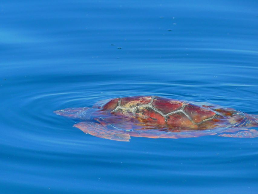 Faro: Dolphin and Wildlife Watching in the Atlantic Ocean - Ria Formosa Gives the Trip More Range