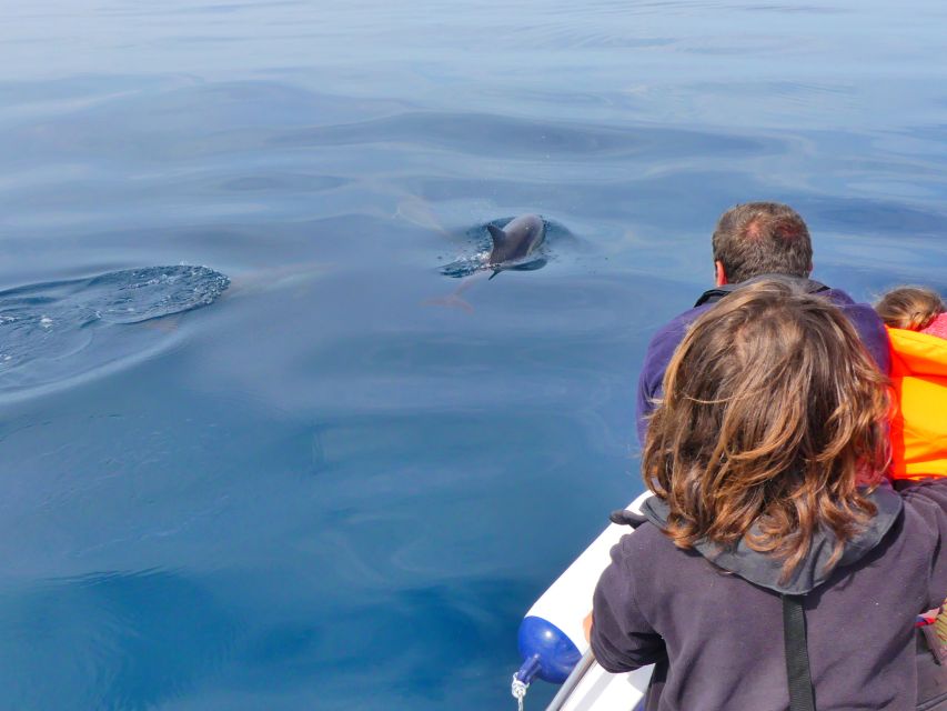 Faro: Dolphin and Wildlife Watching in the Atlantic Ocean - How to Get the Most From the Boat