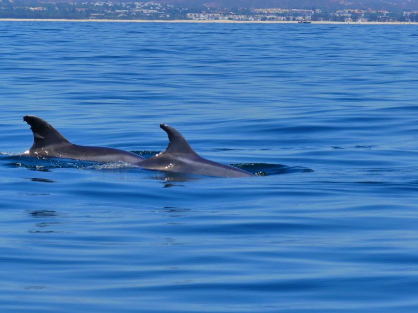 Faro: Dolphin and Wildlife Watching in the Atlantic Ocean - Who Should Book This Faro Wildlife Trip?
