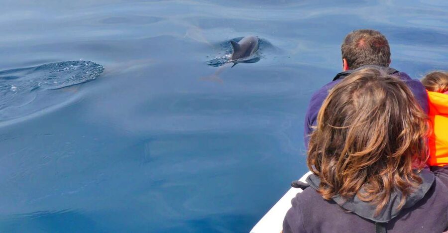 Faro: Dolphin and Wildlife Watching in the Atlantic Ocean - Dolphins Are the Main Prize