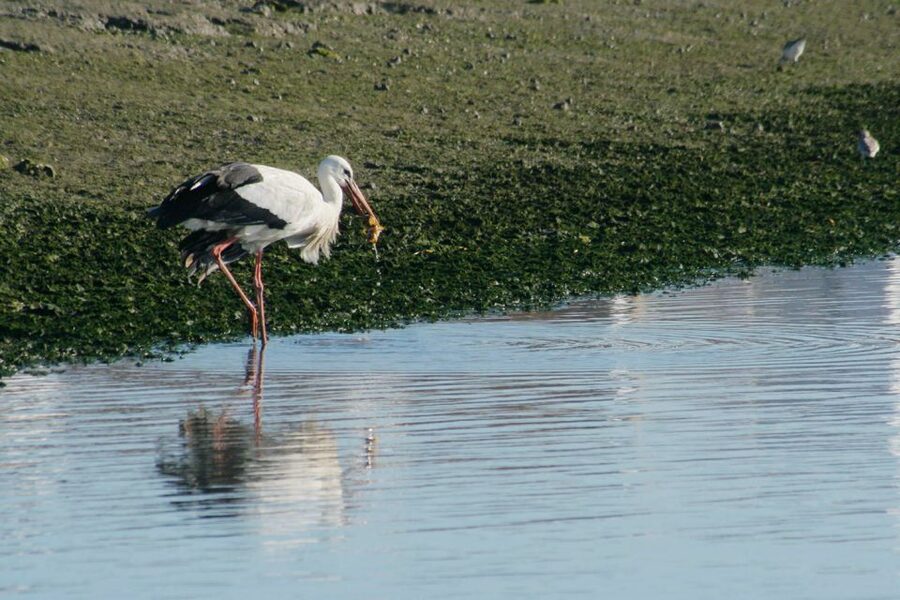 Faro: Eco-Friendly Ria Formosa Bird Watching in Solar Boat - Why the Ria Formosa makes a good bird-watching setting