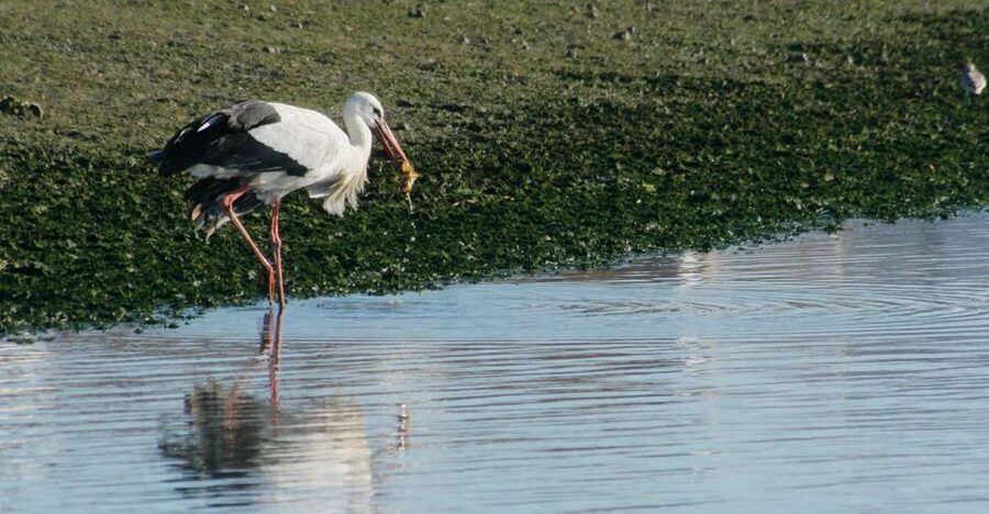 Faro: Eco-Friendly Ria Formosa Bird Watching in Solar Boat - One hour inside Parque Natural da Ria Formosa