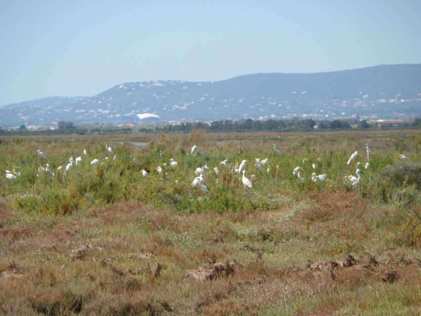 Faro: Eco-Friendly Ria Formosa Bird Watching in Solar Boat - The birds you might see