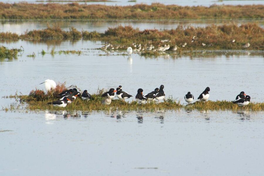 Faro: Eco-Friendly Ria Formosa Bird Watching in Solar Boat - How the guiding affects the experience