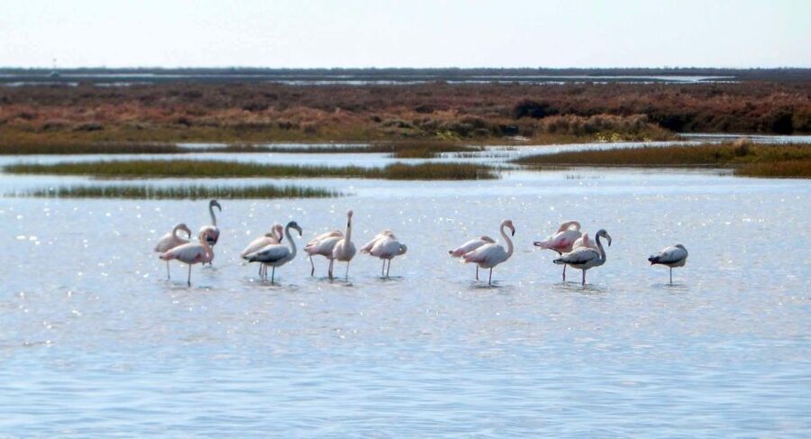 Faro: Eco-Friendly Ria Formosa Bird Watching in Solar Boat - Is $47 a fair price?