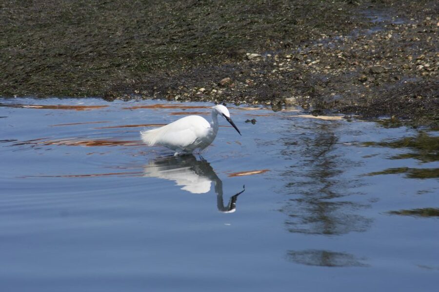 Faro: Eco-Friendly Ria Formosa Bird Watching in Solar Boat - Who should book this trip