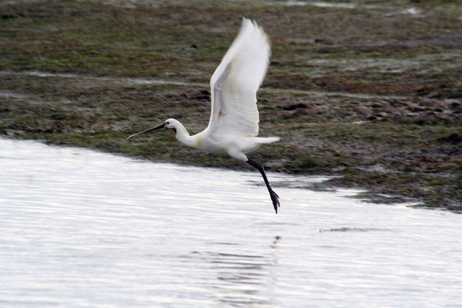 Faro: Eco-Friendly Ria Formosa Bird Watching in Solar Boat - Starting at Rua da Porta Nova
