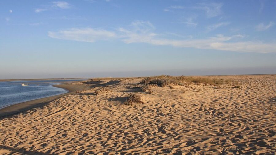 Faro: Ria Formosa Eco Birdwatching Boat Tour - Two quiet hours through the Ria Formosa