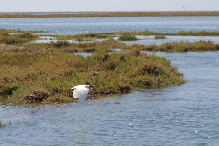 Faro: Ria Formosa Lagoon Small Boat Tour with Local Guide - Key points to know before boarding