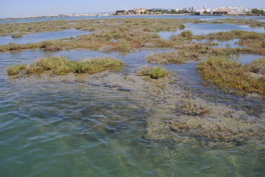 Faro: Ria Formosa Lagoon Small Boat Tour with Local Guide - What one hour feels like