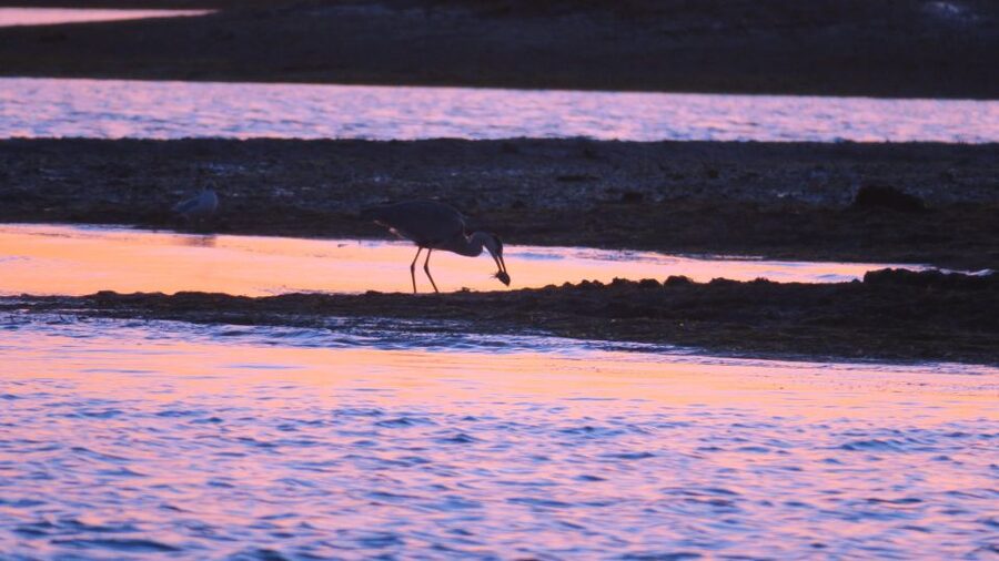 Faro: Ria Formosa Sunset Nature Boat Tour - Meeting the boat near Faro’s old town