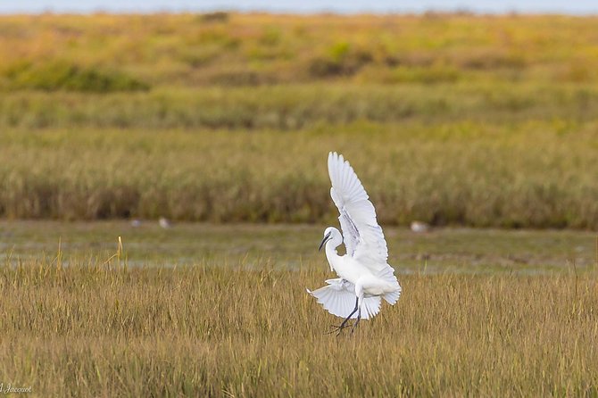 Faro - Ria Formosa tour with visit to 2 islands (Deserta, Farol) 3.5 hours - What the $42.24 price gets you