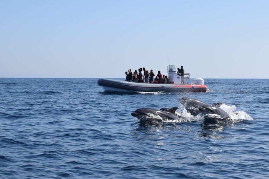 From Albufeira: Benagil Caves and Dolphins Guided Boat Tour - Searching for dolphins in open water
