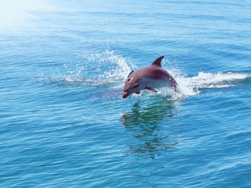 From Albufeira: Benagil Caves and Dolphins Guided Boat Tour - What the $35 price gets you