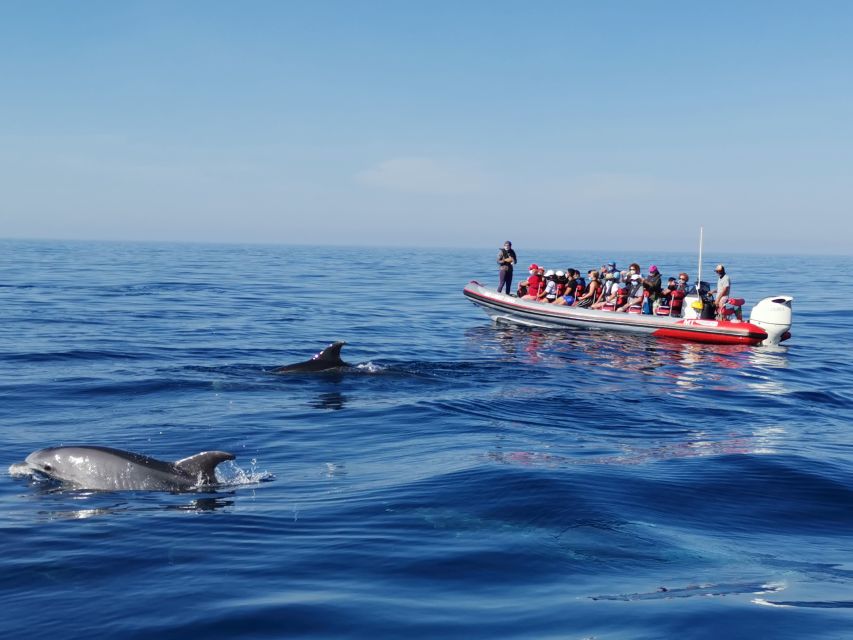 From Albufeira: Benagil Caves and Dolphins Guided Boat Tour - Inside the caves and along the cliffs