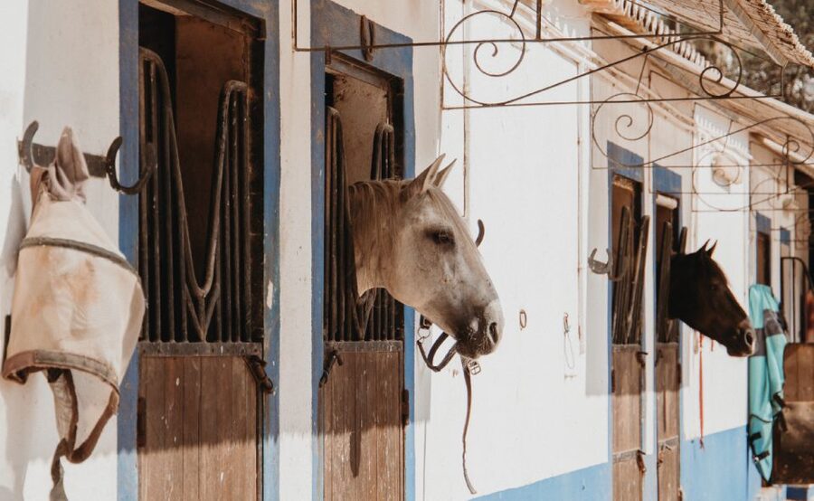 From Albufeira: Half-Day Hidden Gems & Horse Riding Tour - Albufeira’s viewpoints and beaches by van