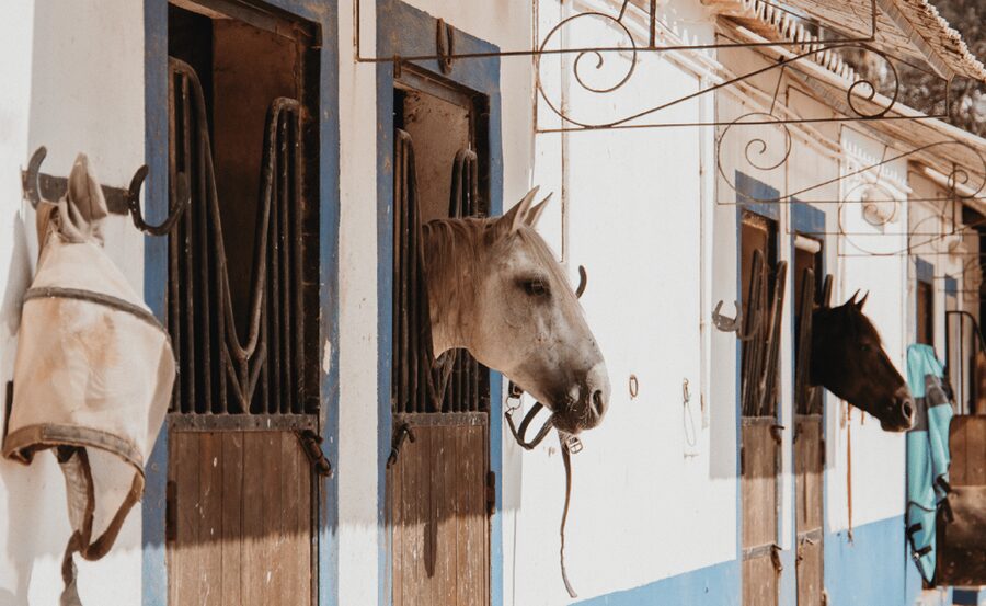 From Albufeira: Horse Riding Tour with Pickup - Choosing a horse and getting the basics right
