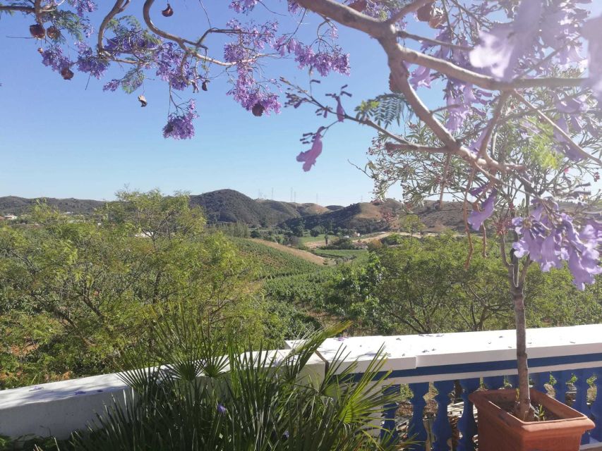 From Albufeira: Wine Tasting & Historic Silves Tour - A Family Winery and the Grape-to-Glass Story