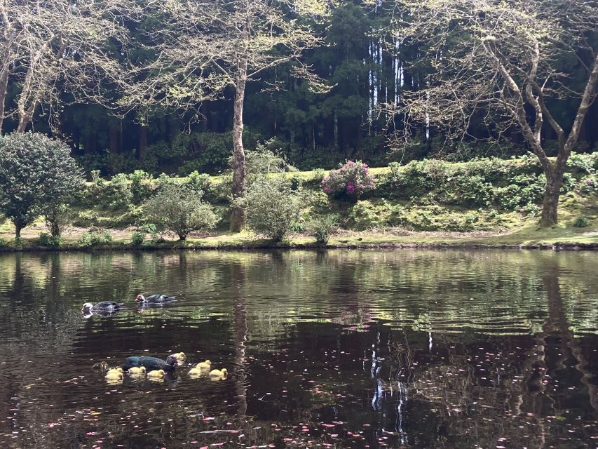From Angra: Terceira Island Full-Day Tour - Biscoitos and Terceira’s volcanic coast