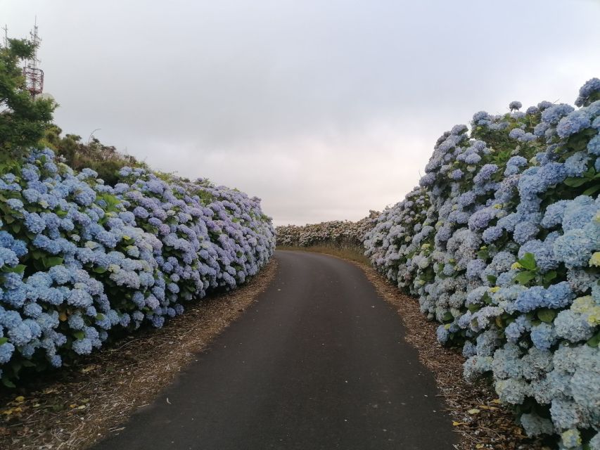 From Angra: Terceira Island Full-Day Tour - Central Terceira, volcanic options, and grazing bulls