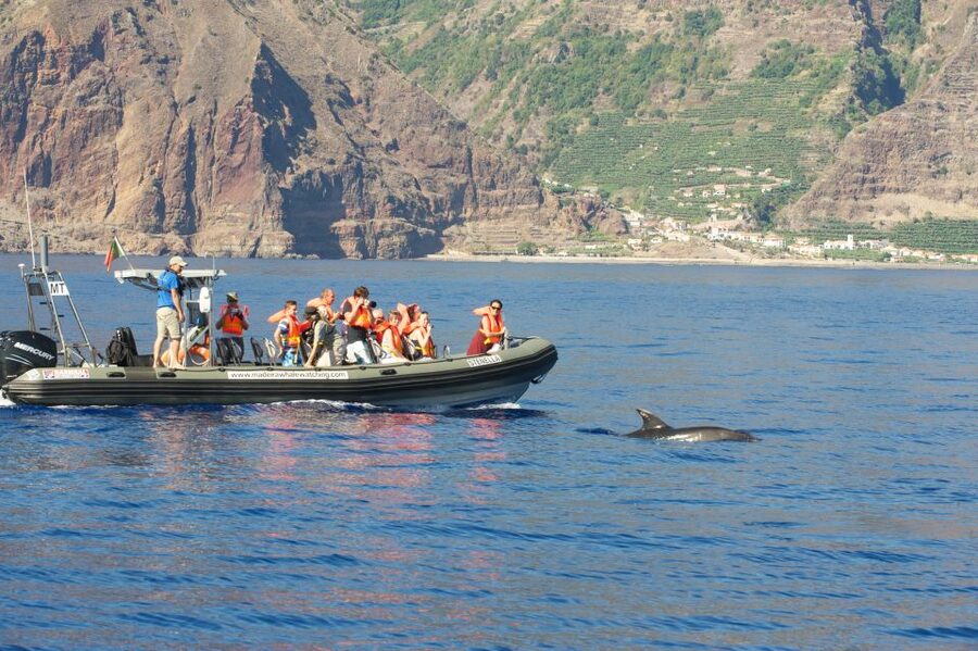 From Calheta: Madeira Whale and Dolphin Watching Boat Tour - Key points to know before boarding