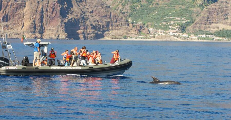 From Calheta: Madeira Whale and Dolphin Watching Boat Tour - Leaving Calheta Marina for the open Atlantic