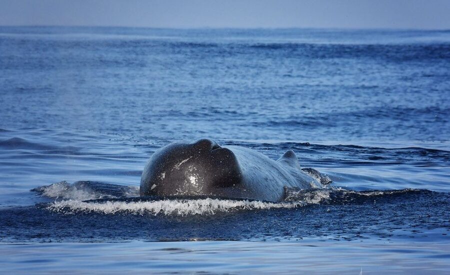 From Calheta: Madeira Whale and Dolphin Watching Boat Tour - What the $67 price gives you