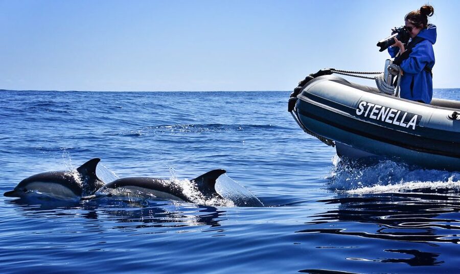 From Calheta: Madeira Whale and Dolphin Watching Boat Tour - Who should choose this trip