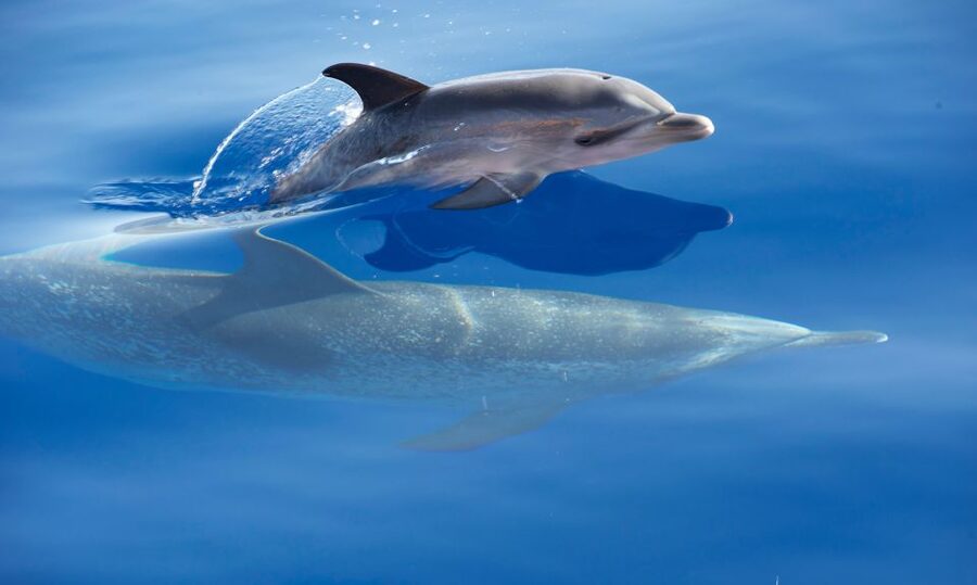 From Calheta: Madeira Whale and Dolphin Watching Boat Tour - Practical details at a glance