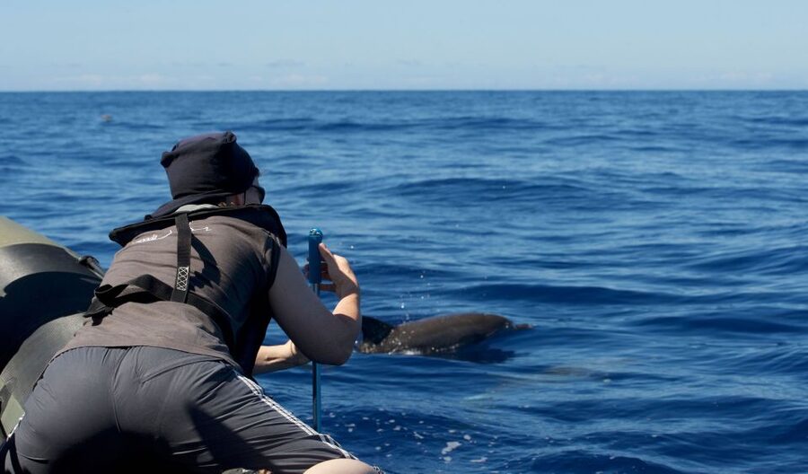 From Calheta: Madeira Whale and Dolphin Watching Boat Tour - How the wildlife search works