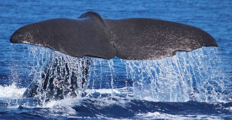 From Calheta: Whale and Dolphin Watching RIB Boat Tour - Searching for dolphins and whales around Madeira