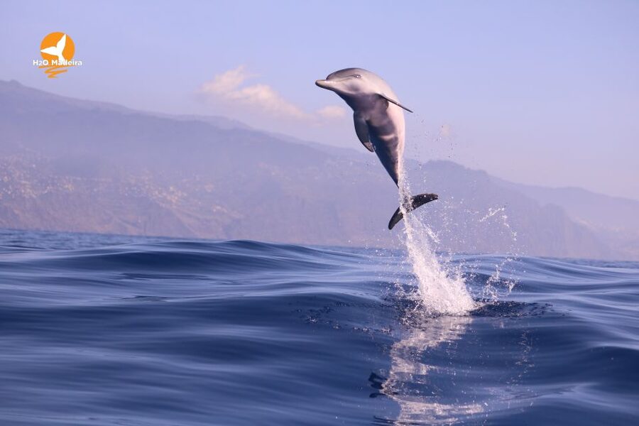 From Calheta: Whale and Dolphin Watching RIB Boat Tour - Guides who add useful context