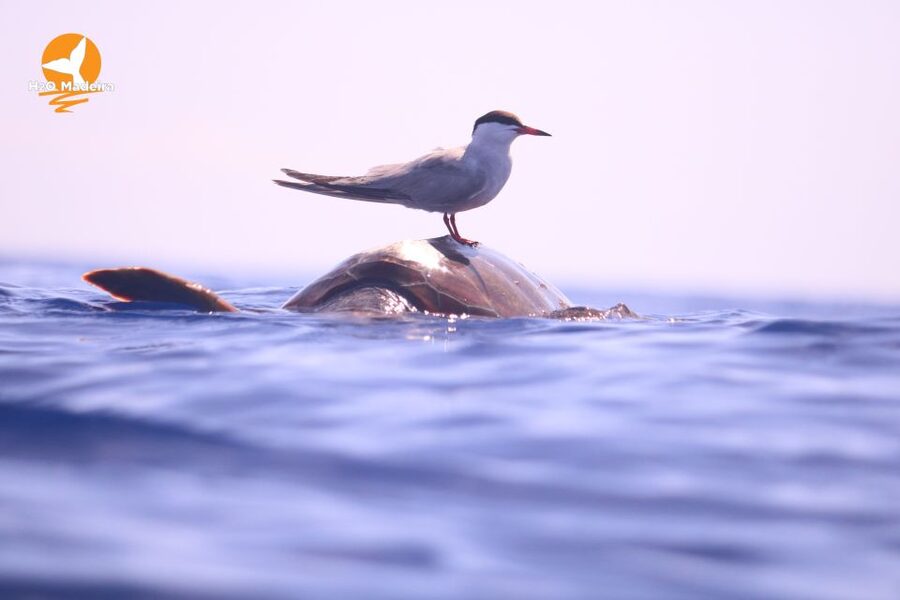 From Calheta: Whale and Dolphin Watching RIB Boat Tour - What the two-hour itinerary feels like