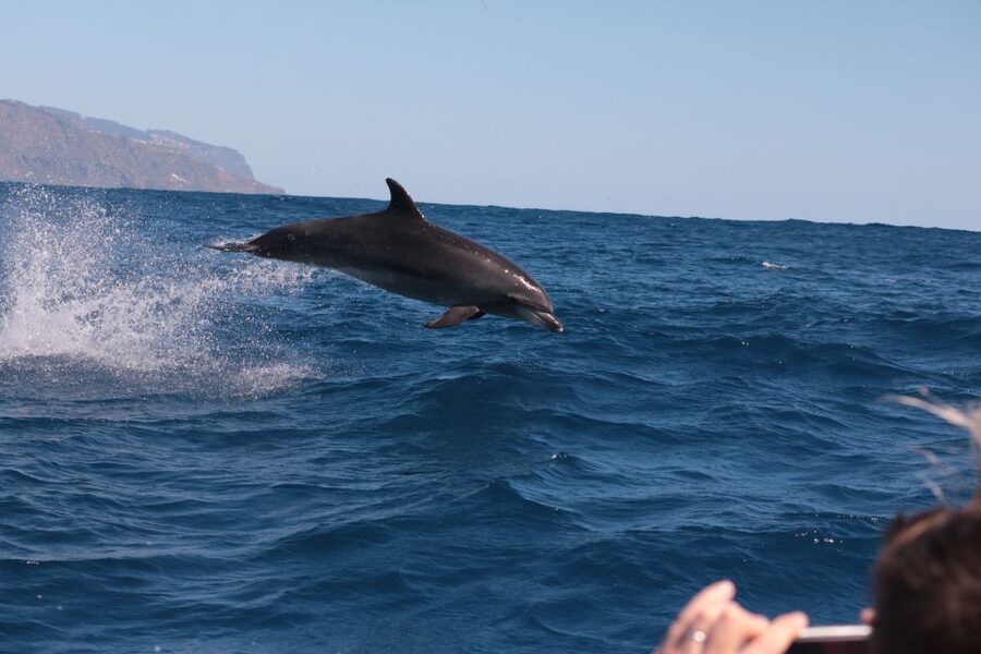 From Calheta: Whale and Dolphin Watching RIB Boat Tour - Who should book this Calheta outing?