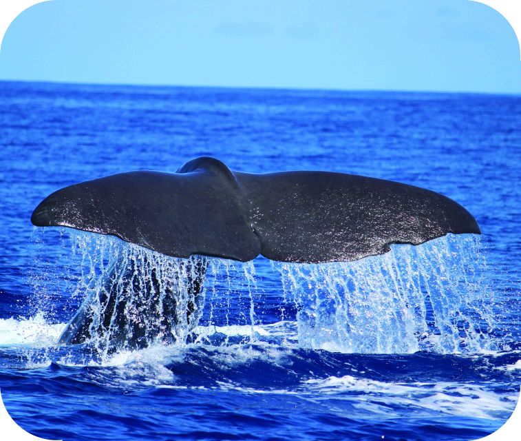 From Calheta: Whale and Dolphin Watching RIB Boat Tour - Why a RIB works well for whale and dolphin watching