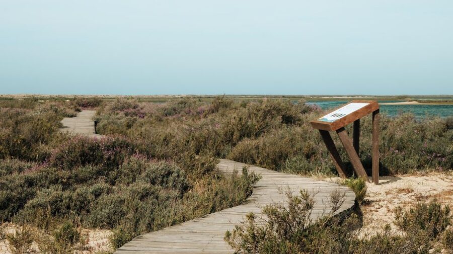 From Faro: Catamaran Boat Trip to Deserta Island with Stop - The beach, dunes, and 2-kilometer boardwalk