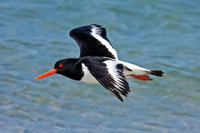 From Faro: Ria Formosa Eco Tour guided by Marine Biologist - Learning About Ria Formosa With a Marine Biologist