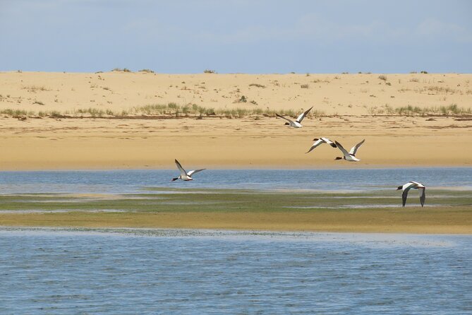 From Faro: Ria Formosa Eco Tour guided by Marine Biologist - How Much Time Should You Allow?