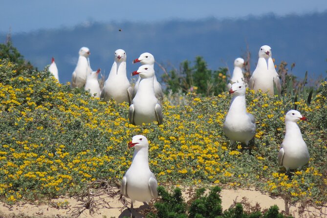 From Faro: Ria Formosa Eco Tour guided by Marine Biologist - What the $54.31 Price Includes