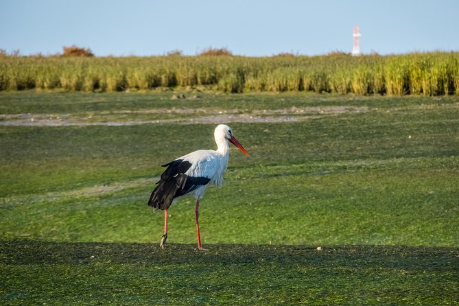 From Faro: Ria Formosa Eco Tour guided by Marine Biologist - Practical Details Before You Book