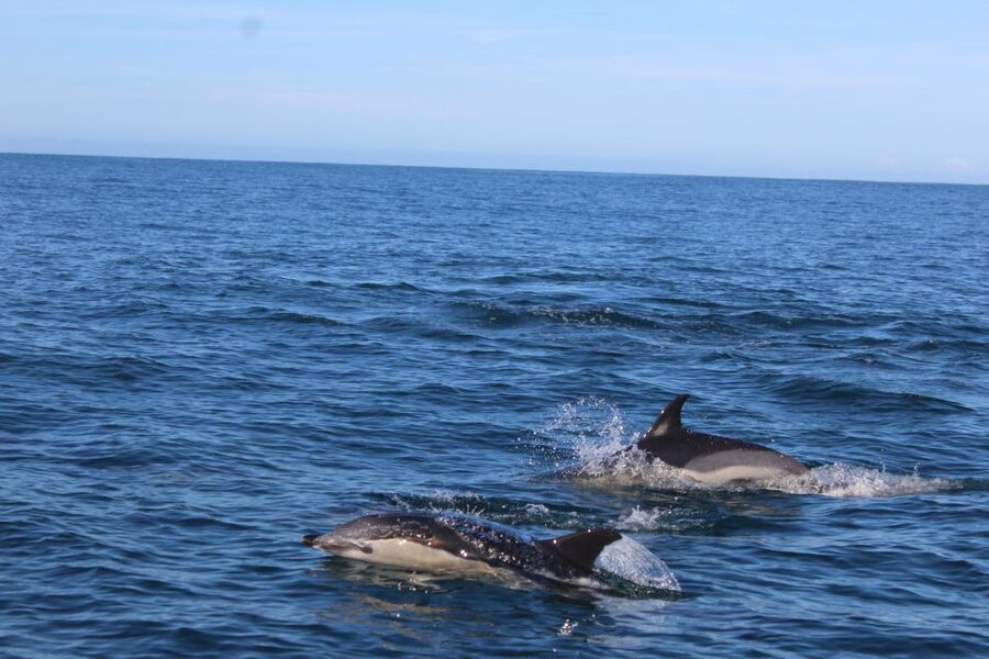 From Faro: Wildlife and Dolphin-Watching Speedboat Tour - Quick points to know