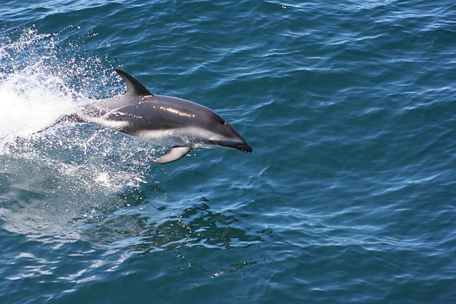 From Faro: Wildlife and Dolphin-Watching Speedboat Tour - Should you book this Faro dolphin tour?