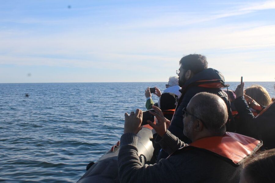 From Faro: Wildlife and Dolphin-Watching Speedboat Tour - How dolphin watching actually works