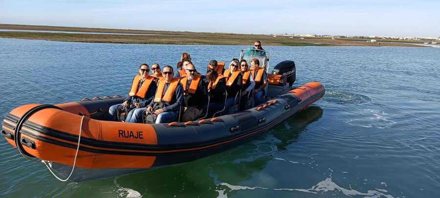 From Faro: Wildlife and Dolphin-Watching Speedboat Tour - Keep your eyes open for whales, turtles, and sharks